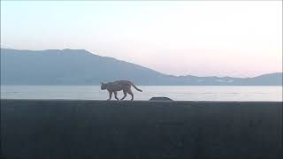 堤防を歩く猫 #海と猫 #特に何もなし