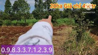 20ha đất đỏ BAZAN Đẹp giá chỉ 450tr Tại gia lai