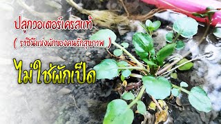 การปลูกวอเตอร์เครส (Watercress) หรือสลัดน้ำ \