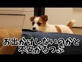 ハーネスをつけようとすると愛犬が逃げ回るのでお出かけ中止しました ジャックラッセルテリア 多頭飼い