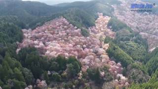 桜風20200406 Sakura-Kaze 吉野山 桜 ドローン 空撮 Cherry blossom in Mt. Yoshino Nara, Japan 4K UHD