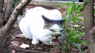 [野良猫]猫草を夢中で食べてるキジ白猫が可愛すぎる！[straycat]This cat is so cute as he enthusiastically eats cat grass!