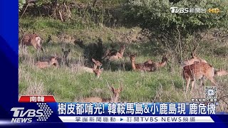 比人多5倍.樹皮都啃光 韓鞍馬島\u0026小鹿島有「鹿危機」｜TVBS新聞 20240708