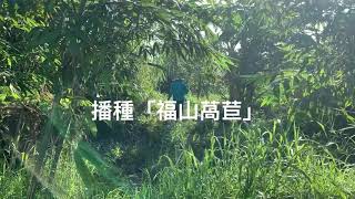 播種「福山萵苣」生菜～用草木灰～幚助出芽