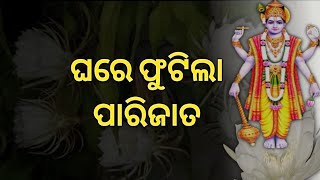 ଘର ବାରିପଟେ ପାରିଜାତ ଫୁଲ ବ୍ରହ୍ମକମଳ//Ganjam Mundamari