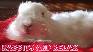 Rabbit healing program with relax music - for relaxation, rest, meditation