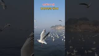 महाकुंभ 2025 | Prayagraj kumbh mela 2025 | kumbh mela 2025 byadav