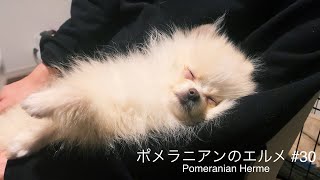 睡魔と戦い続けて最後には絶対に負けるポメラニアンの子犬