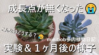 【多肉植物】成長点が無くなっちゃった😥実験＆1ヶ月後の様子【29】