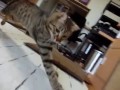 けしからん猫で遊んでみた。（ニャグザイル編） 【アニマルビデオ】