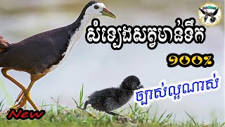 សំទ្បេងសត្វមាន់ទឹក ច្បាស់ល្អណាស់ - White-breasted Waterhen​ Call