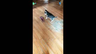 Shock,husky puppy tormenting poor slipper.