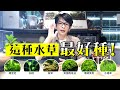 水草缸開缸囉~【陰性水草篇】這種水草最好種!