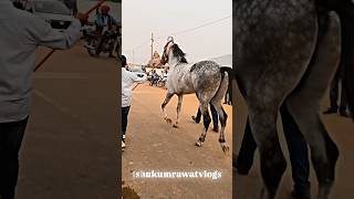 Beautiful Horse | Parvat- 70 inch #marwarihorse #shorts #chetakfestival2024 #sarangkhedamela2024