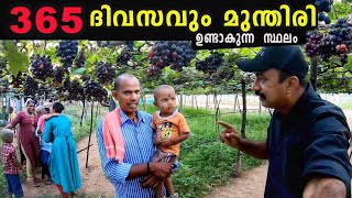 365 ദിവസവും മുന്തിരി ഉണ്ടാകുന്ന സ്ഥലം #latest #trending #malayalam