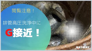 1年間未清掃のグリストラップ排管を高圧洗浄中にGが接近！