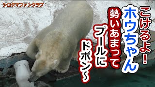 こけるよホウちゃん💗勢いあまってプールにドボン～【天王寺動物園】