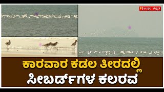 Beautiful Seabirds At Karwar Beach : ಕಾರವಾರ ಕಡಲ ತೀರದಲ್ಲಿ ಸೀ ಬರ್ಡ್‌ ಹಕ್ಕಿಗಳ ವಯ್ಯಾರ | Vijay Karnataka