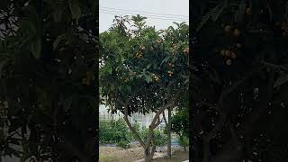 Biwa or loquat tree               #biwa     #loquat    #japan