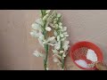 rajnigandha double flower plant care u0026 fertilizer tuberose best evergreen flowering plants