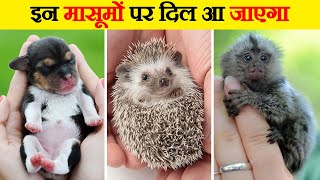 दुनिया के सबसे प्यारे जानवरों के बच्चे | Cute baby animals in the World | Cute Baby Animal