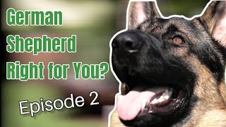 GERMAN SHEPHERD SHOULD YOU GET ONE?! Part 2