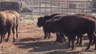 Clearwater Ranch - Light Heifer Calves