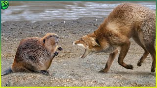 15 Insane Beaver \u0026 Capybara Battles That Will Leave You in Awe