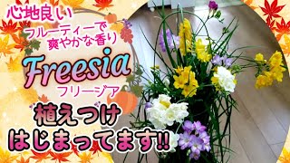 鉢の植替え→満開/フリージア/早咲きグラジオラス/Gardening/Growth record of freesia from planting to full bloom/2021～2022