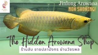 ร้านลับ #ขายปลามังกร ย่านวัชรพล Jinlong Arowana การเดินทางมาร้าน บริการของเรา!!