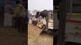 cow unloading, cow videos, cow video, big cow, goru hamba cowes gvug