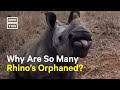 South Africa Orphanage Helps Baby Rhinos Without Mothers