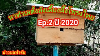 หาทำเลตั้งลังเลี้ยงผึ้งโพรงไทย​ Ep.2​ ปี2020​ เลี้ยงผึ้งโพรงในสวนยางพารา