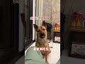 🐕小屁狗的日常❤️ dog funnydog pet petlover pets 寵物 寵物日常 米克斯 cutedog 寵物狗狗精選