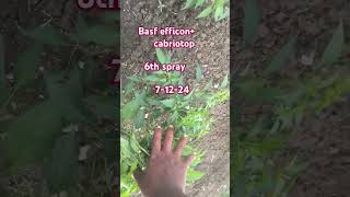 Basf efficon+basf cabriotop using in teja chilli@g.siva farming