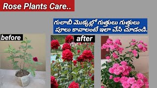 గులాబీలు గుత్తులుగా పూయాలంటే ఇలా చేయండి/how to prune rose plants/rose plant fertilizer/pruning tips