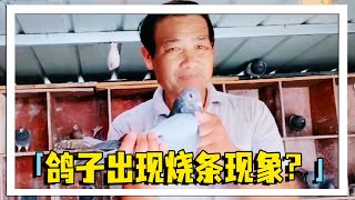 鸽子换羽期间用药后出现烧条现象？这样会不会影响比赛成绩，对鸽子有什么影响？【农村达叔】