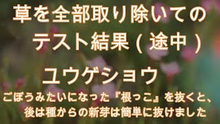 神奈川県・厚木市・愛川町・鳶尾山・・野草を全部とりのぞいても取り除いても時期が終わってないと種から発芽することもあります。