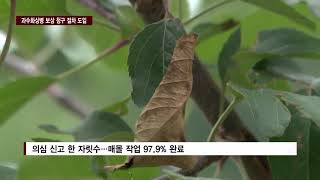 CCS충북방송 0731 충북 과수화상병 잠잠…보상금 청구 절차 돌입