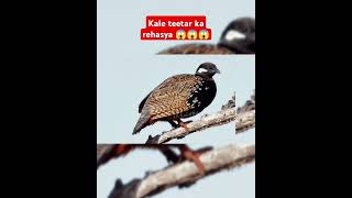 Kale teetar ka rehasya 😱😱😱 #kalateetar #teetar #shortvideo #shortsvideo #shorts #short