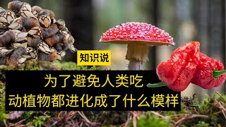 为了避免人类吃，动植物都进化成了什么模样 - 知识说