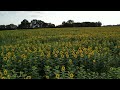 Flying over a field of sunflowers - DJI Mini 3 Pro