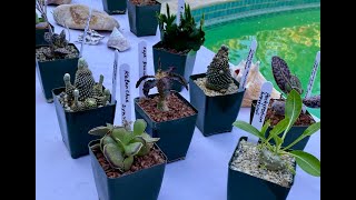 Succulent Jackpot! 21 Rare Cacti & Succulents Part 3 - Episode 146