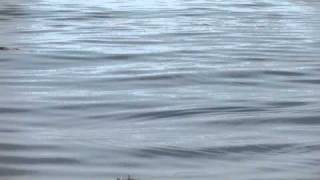 Feeding Japanese murrelet