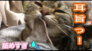 大好きな姉猫の耳をハムハムする猫ちゃんが可愛いCats who like to lick their ears