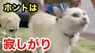 ツンデレ子猫も寂しがりやな女の子なんです