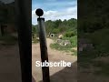 Unloading Silage With The Farmall 450 Diesel