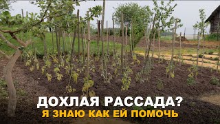 ТОМАТЫ НУЖДАЮТСЯ В ПОМОЩИ. Подкормка томатов в открытом грунте и теплице.