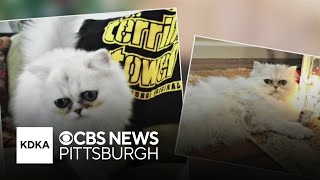 Pennsylvania state senator renews push for legislation to regulate pet cremation