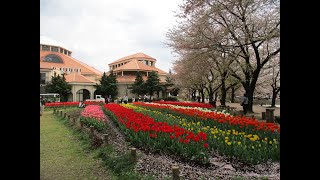 深谷グリーンパーク（深谷市）～約1150平方メートルの花壇に咲き並ぶチューリップと芝生広場に咲くソメイヨシノ桜　４月上旬